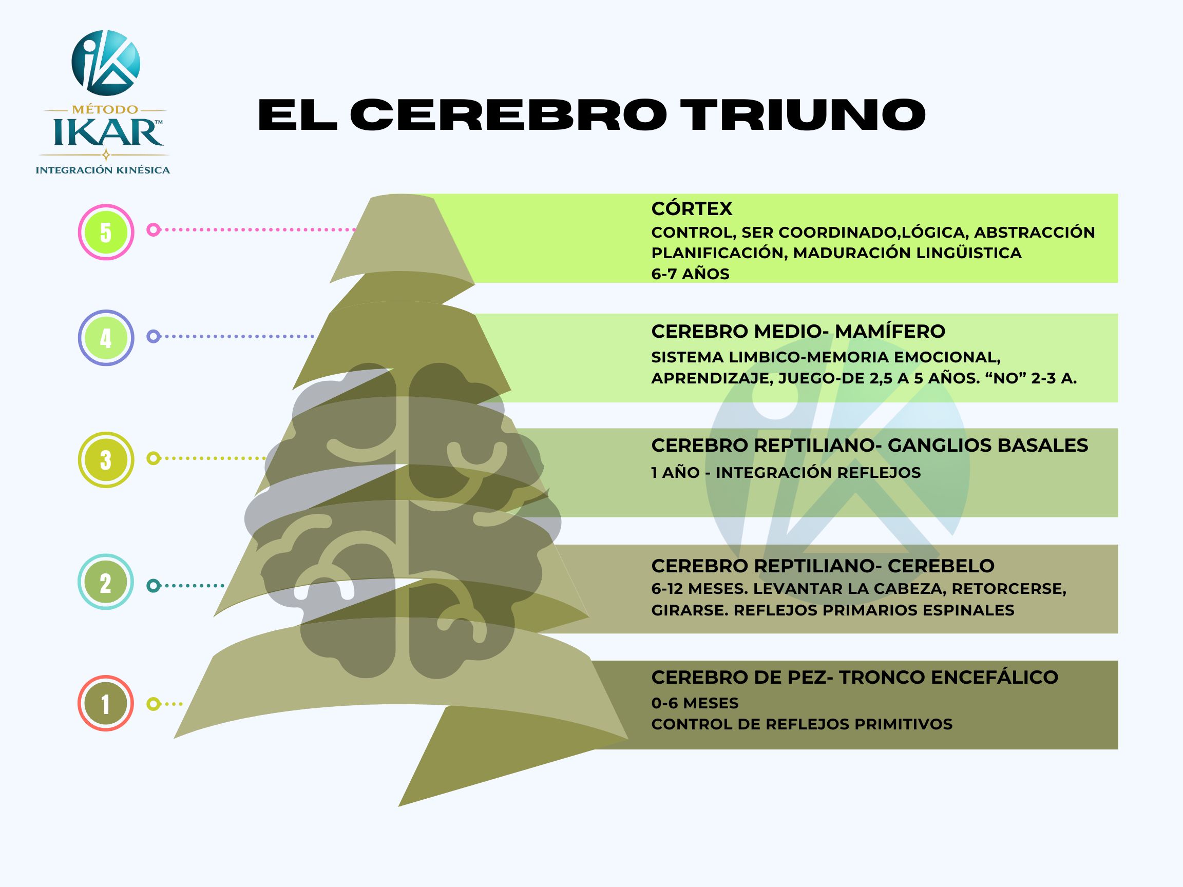 GRAFICO CEREBRO TRIUNO CON LOGO